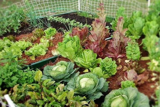 Kerti trend 2016: a prérikertek és a szárazságtűrő növények éve