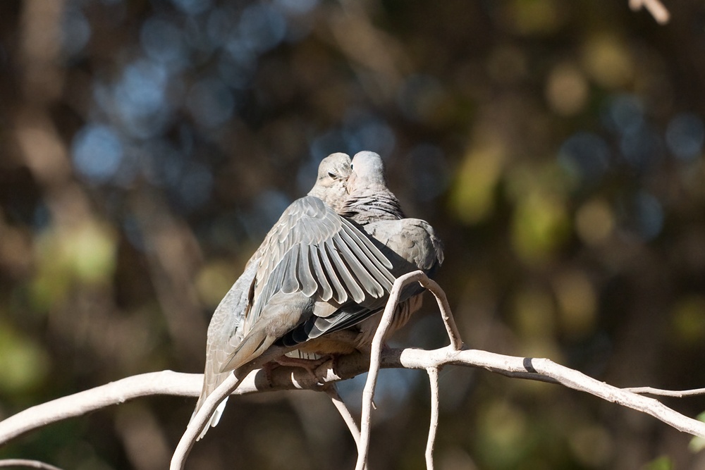 Állatok, az örök hűség szimbólumai - csodás fotók Állatok, az örök hűség szimbólumai - csodás fotók