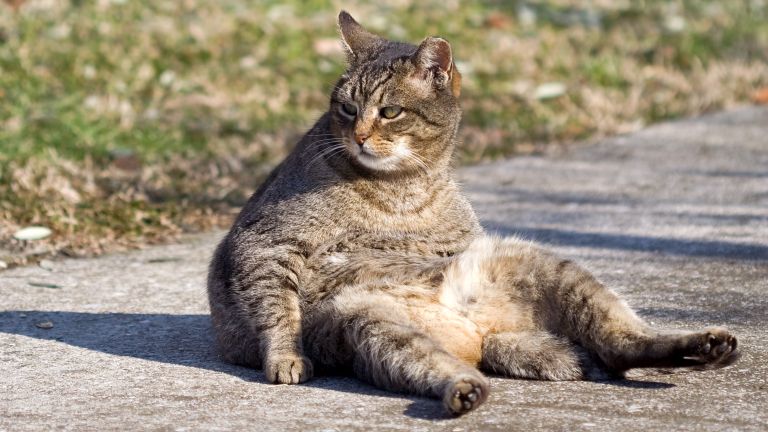 A rossz tartás előnytelen külsőt kölcsönöz