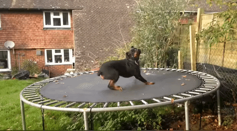 Téged is feldob a trambulinozó kutya! Téged is feldob a trambulinozó kutya!