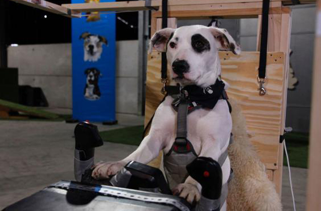 Kutyának tanítanak meg repülőgépet vezetni egy tévéműsorban Kutyának tanítanak meg repülőgépet vezetni egy tévéműsorban