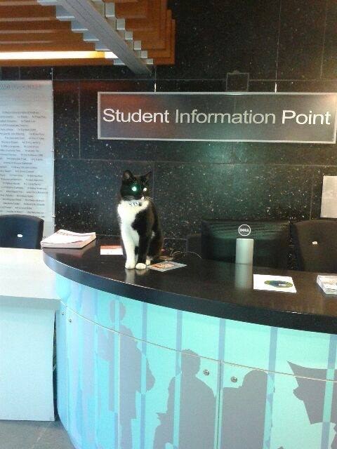 19 hely, ahol imádnak ülni és aludni a macskák - vicces képek