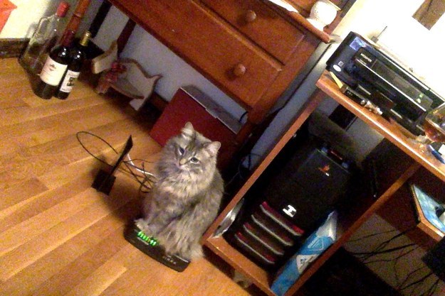 19 hely, ahol imádnak ülni és aludni a macskák - vicces képek