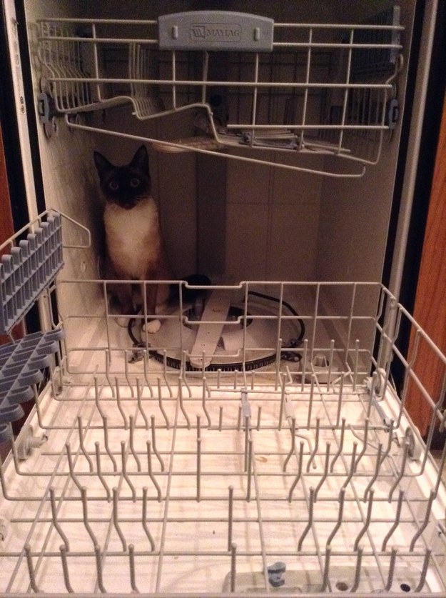 19 hely, ahol imádnak ülni és aludni a macskák - vicces képek