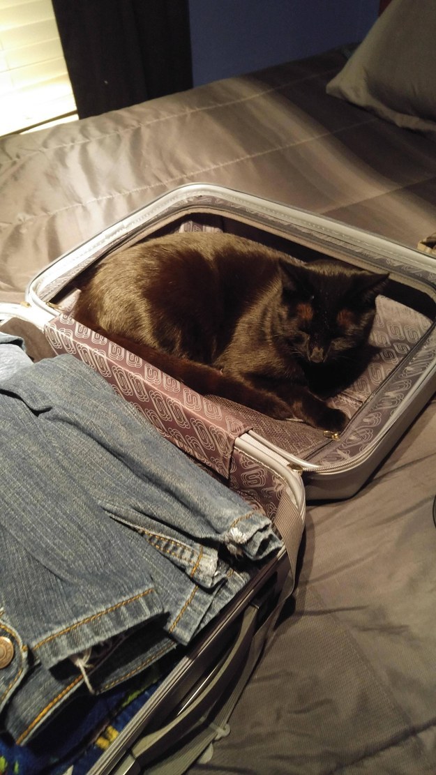 19 hely, ahol imádnak ülni és aludni a macskák - vicces képek