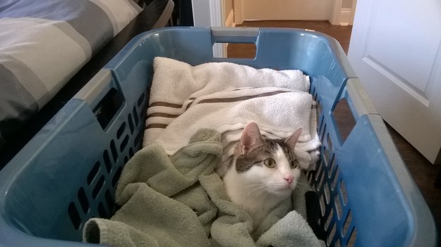 19 hely, ahol imádnak ülni és aludni a macskák - vicces képek