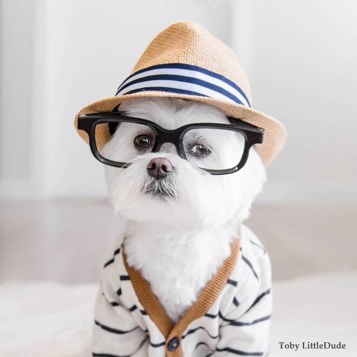 íme a világ leghipszterebb kutyája - vicces fotók