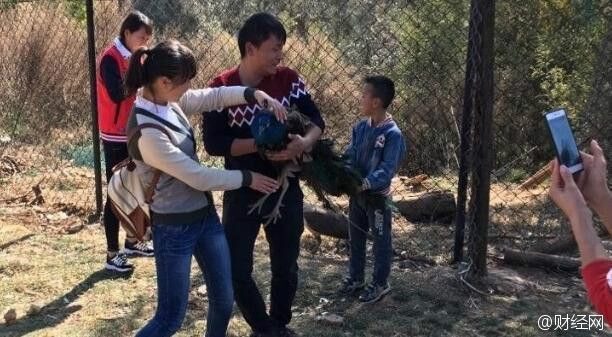 Sokkot kaptak és belehaltak a szelfizésbe a pávák