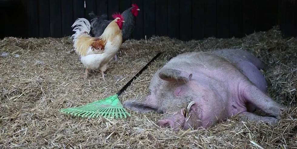 Besegítene a takarításba a megmentett malac