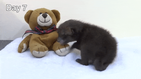 Teddy mackóval nő fel a rókakölyök - videó Teddy mackóval nő fel a rókakölyök - videó