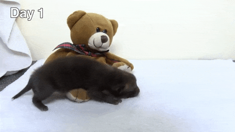 Teddy mackóval nő fel a rókakölyök - videó Teddy mackóval nő fel a rókakölyök - videó