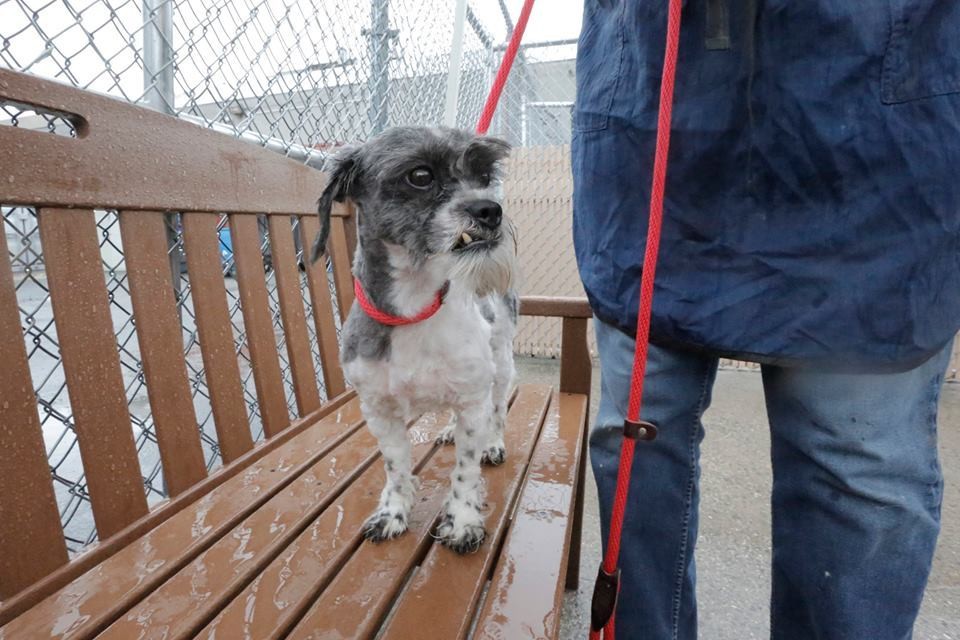 Ingyen kutyakozmetika menhelyi kutyáknak - képek