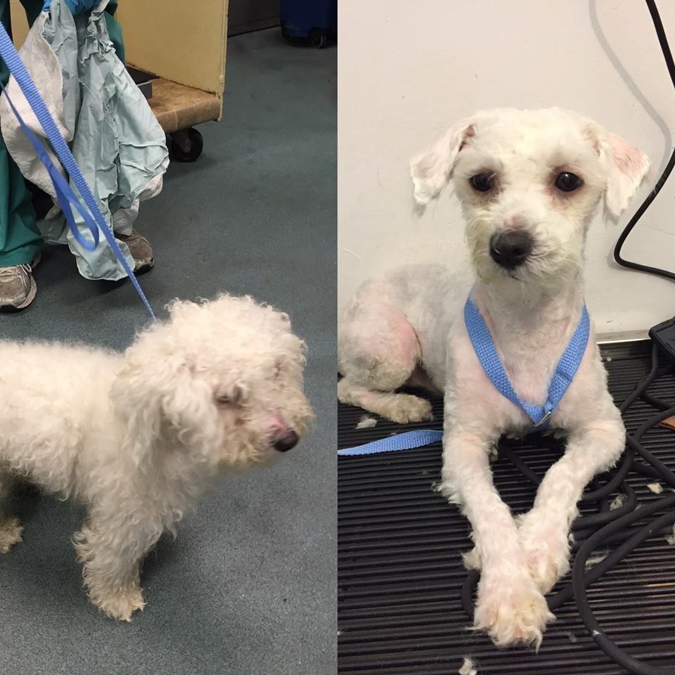 Ingyen kutyakozmetika menhelyi kutyáknak - képek