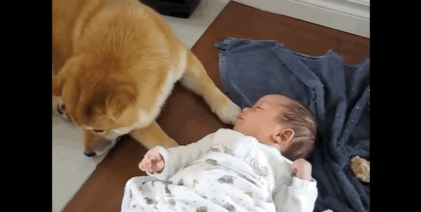 Összebarátkozott a csecsemő és a kutya - megható videó Összebarátkozott a csecsemő és a kutya - megható videó