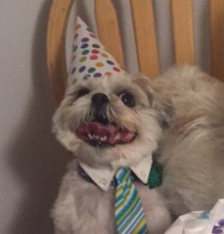 Ennek a kutyának a szülinapi buliján Te is ott lettél volna! Ennek a kutyának a szülinapi buliján Te is ott lettél volna!