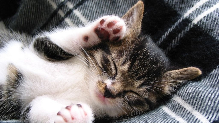 Alvó cicát érdemes távolabbról, teleobjektívvel fotózni