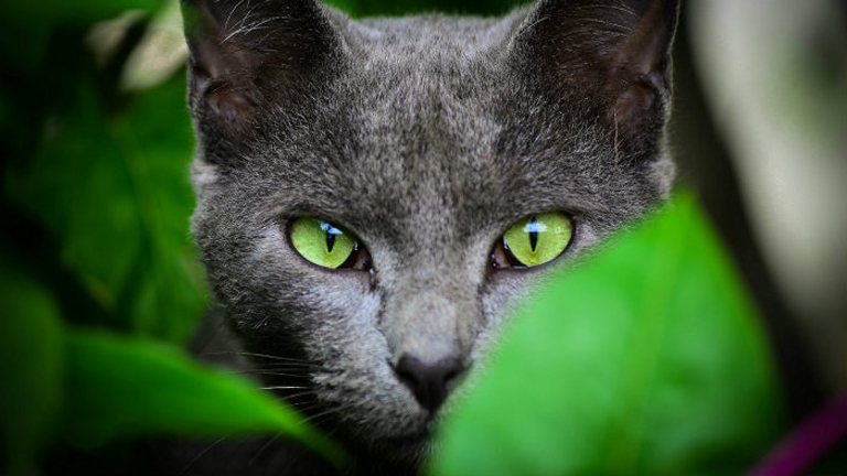 A teleobjektív segítségével az éber macskákról is jó képek készülhetnek