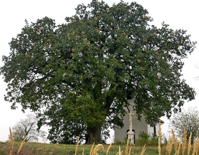 forrás: evfaja.okotars.hu