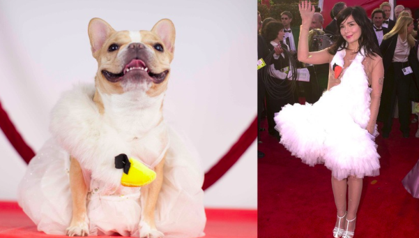 Ikonikus Oscar-ruhákban parádézik a kutya - vicces fotók Ikonikus Oscar-ruhákban parádézik a kutya - vicces fotók