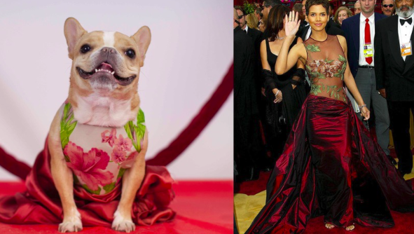 Ikonikus Oscar-ruhákban parádézik a kutya - vicces fotók Ikonikus Oscar-ruhákban parádézik a kutya - vicces fotók