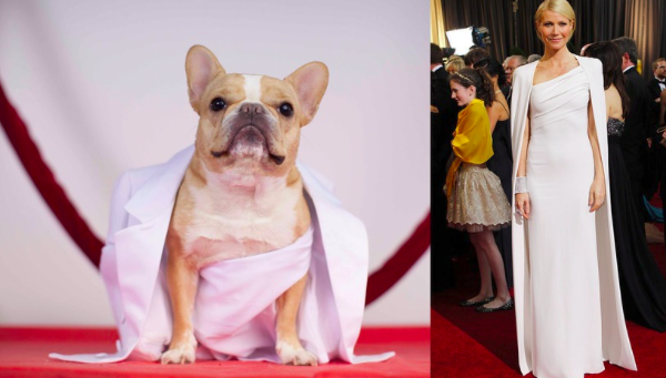 Ikonikus Oscar-ruhákban parádézik a kutya - vicces fotók Ikonikus Oscar-ruhákban parádézik a kutya - vicces fotók