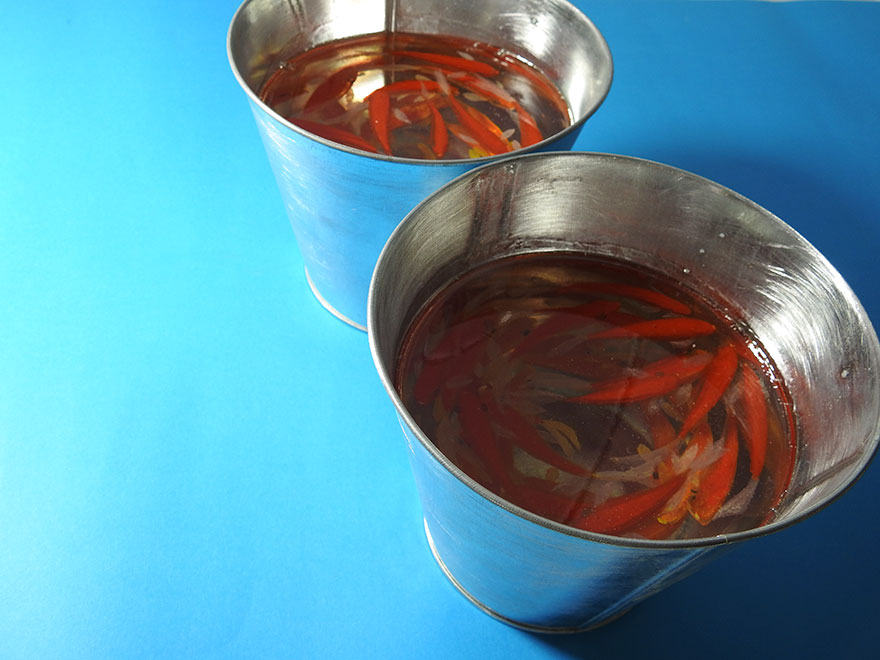 Hiperrealisztikus tengeri lények gyantából - csodás fotók