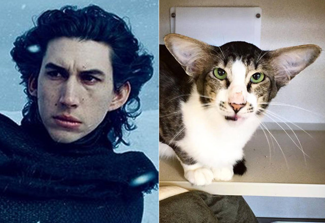 Kylo, az óriásfülű macska feldobja a napod Kylo, az óriásfülű macska feldobja a napod