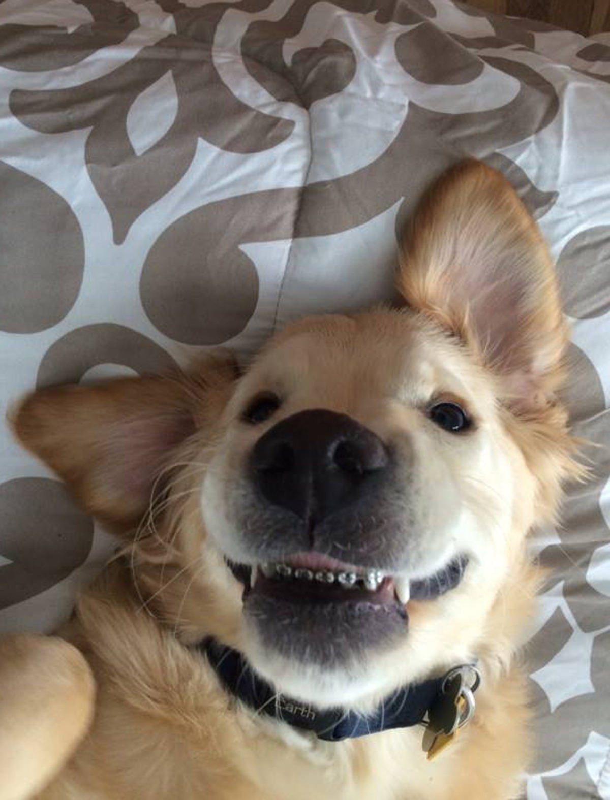 Fogszabályzót kapott a kutya - cuki képek