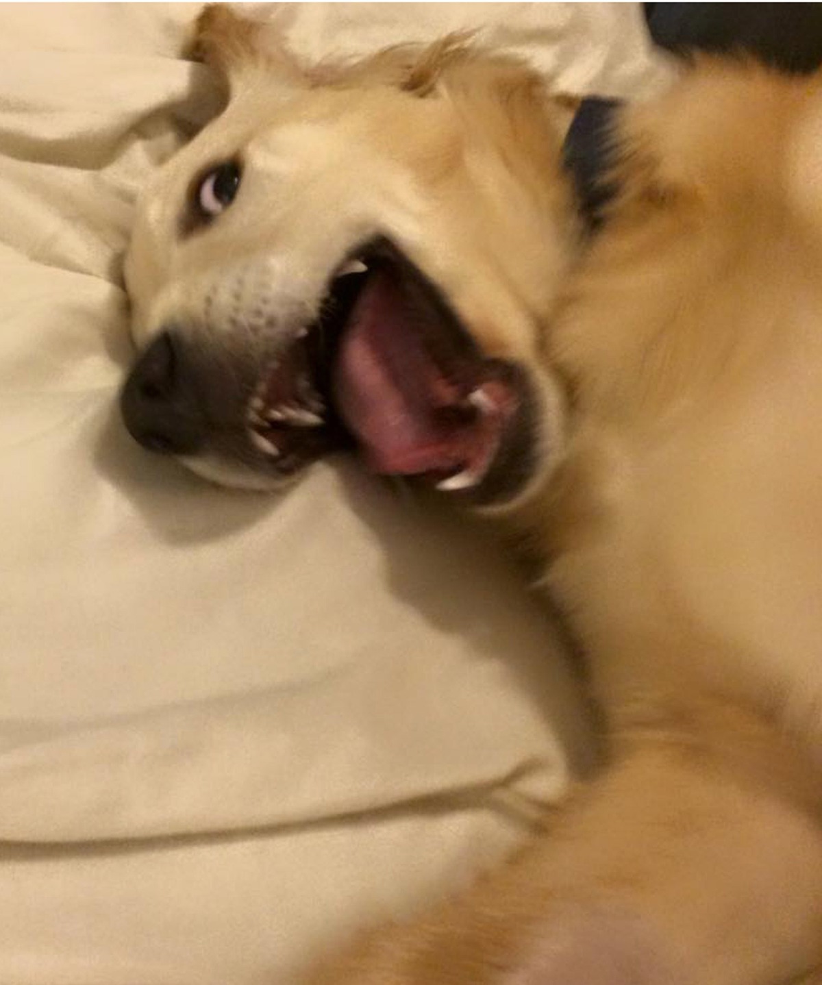 Fogszabályzót kapott a kutya - cuki képek