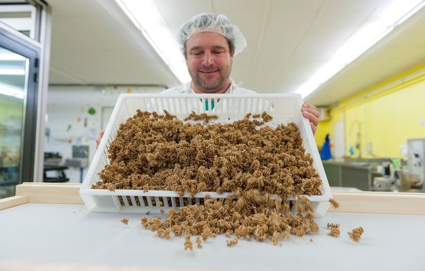 Rovarokból készült tészta lesz a jövő proteinforrása? Rovarokból készült tészta lesz a jövő proteinforrása?