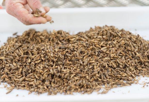 Rovarokból készült tészta lesz a jövő proteinforrása? Rovarokból készült tészta lesz a jövő proteinforrása?