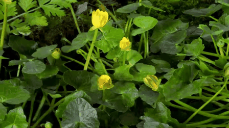 Az öt legpozitívabb versidézet