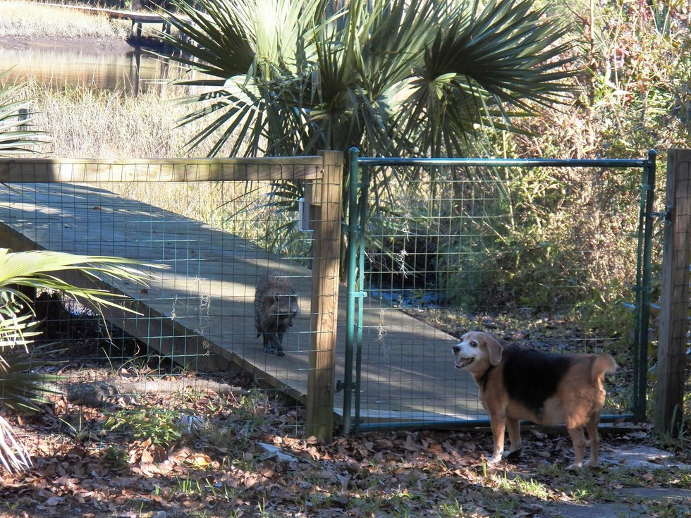 Barátok lettek a kutyából és a vidrából - videó Barátok lettek a kutyából és a vidrából - videó