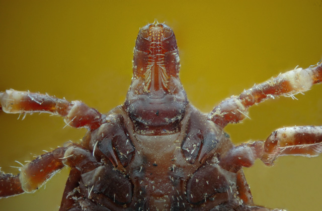 Kullancsinvázió lehet tavasszal