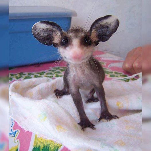 A fizikai csodája, hogy nem esik orra a fülei miatt