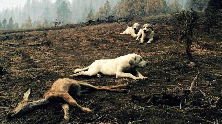 A három eb órákomn át nem mozdult a gida mellől