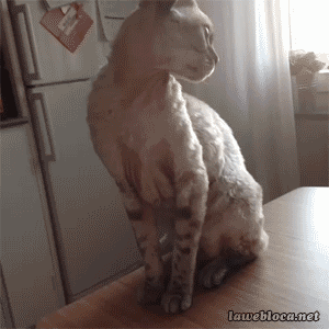 Ezek a földkerekség legcukibb gifjei