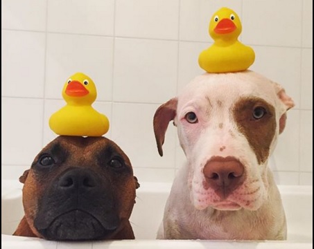 Ezek a kutyák imádják a kiskacsákat - cuki képek