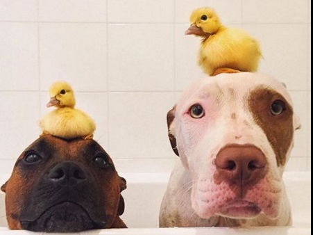 Ezek a kutyák imádják a kiskacsákat - cuki képek