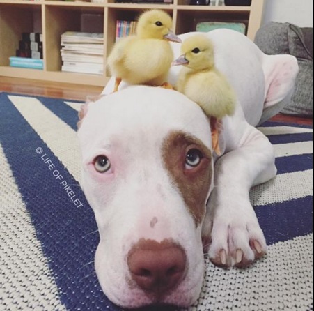 Ezek a kutyák imádják a kiskacsákat - cuki képek