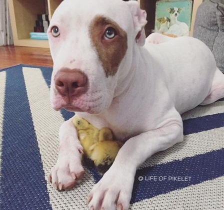 Ezek a kutyák imádják a kiskacsákat - cuki képek