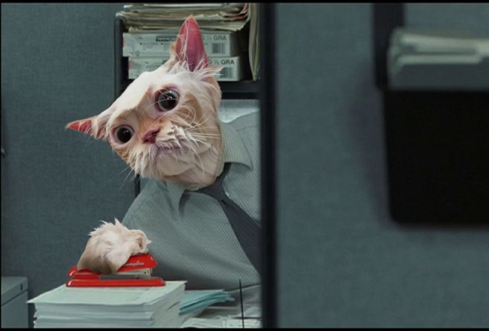 Internetes sztár lett a macska, akit megviselt a fürdés