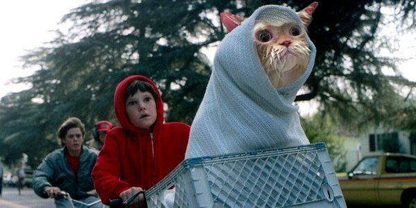 Internetes sztár lett a macska, akit megviselt a fürdés