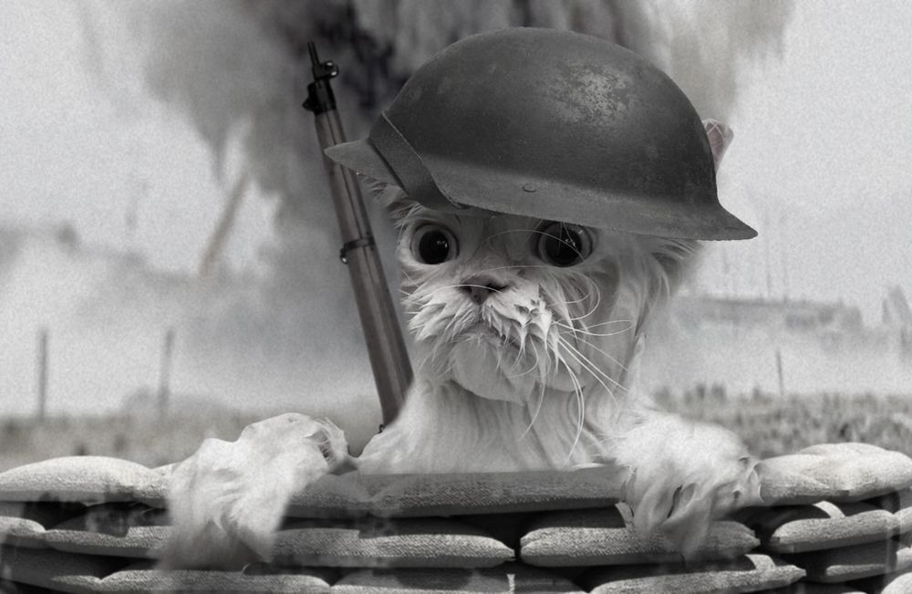 Internetes sztár lett a macska, akit megviselt a fürdés