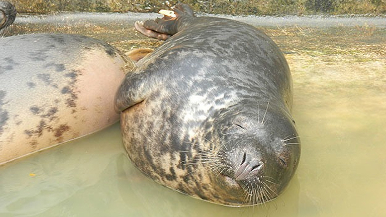 Ő pedig C-3PO a fiú (Fotó: RSPCA)