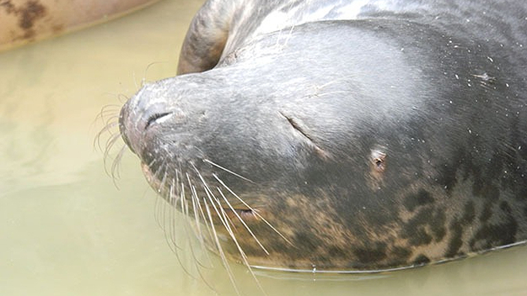 Ő R2-D2, a lány (Fotó: RSPCA)