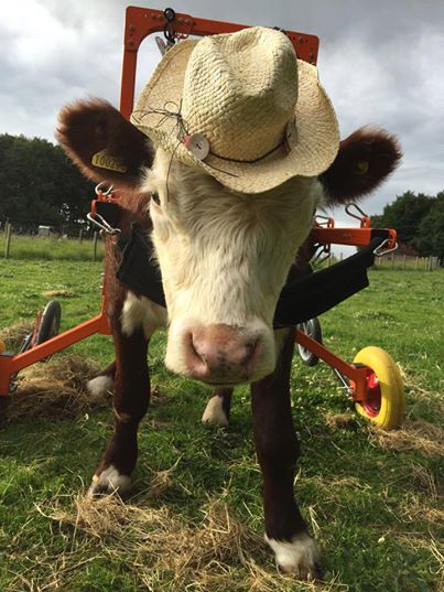 Tolószéket kapott a mészárszéktől megmenekült bika  