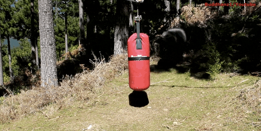 Ez a bokszoló kos tuti megcsinálja a napod - videó