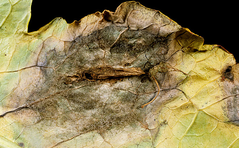 A leggyakoribb szobanövény betegségek A leggyakoribb szobanövény betegségek