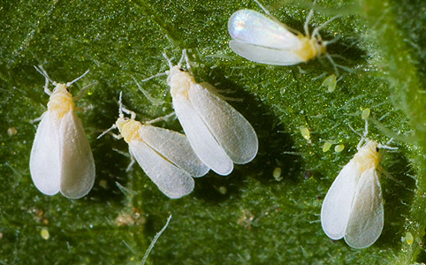 A leggyakoribb szobanövény betegségek A leggyakoribb szobanövény betegségek